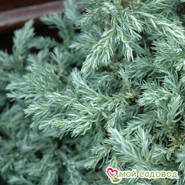 Кипарисовик горохоплодный Беби Блю