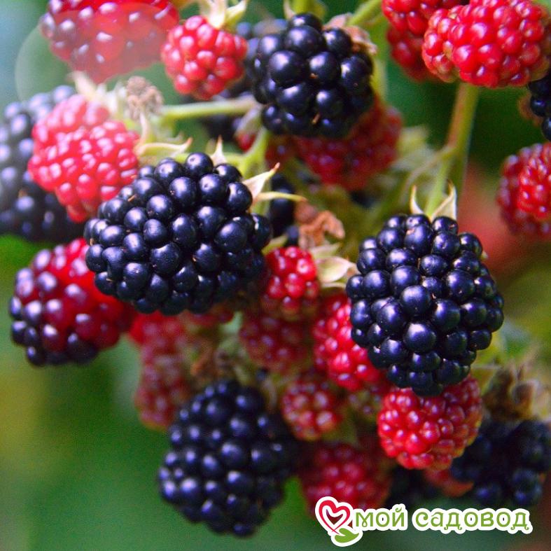 Ежевика кустистая "Гималаи"