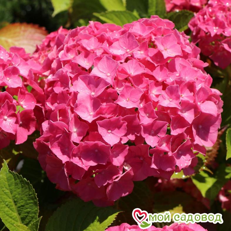 Гортензия крупнолистная Альпенглюхен ЗКС