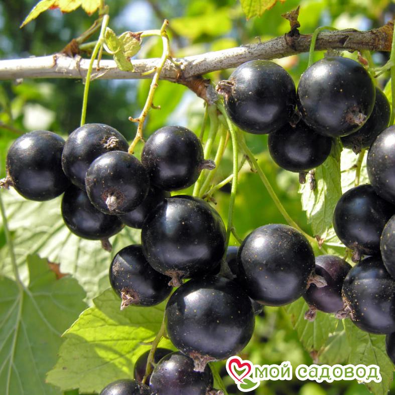 Черная смородина Атлант