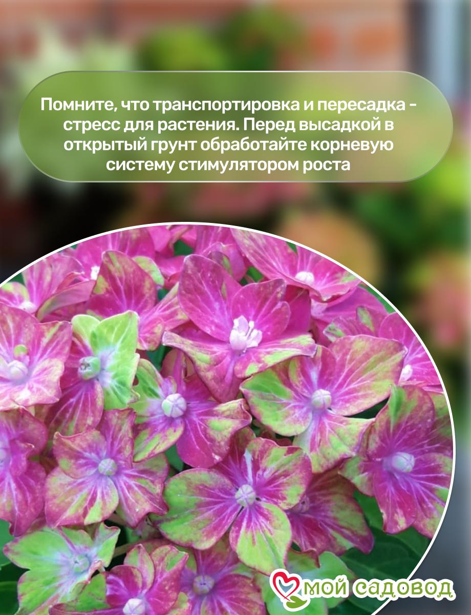 Саженец Гортензия крупнолистовая Шлосс Вакебат ЗКС