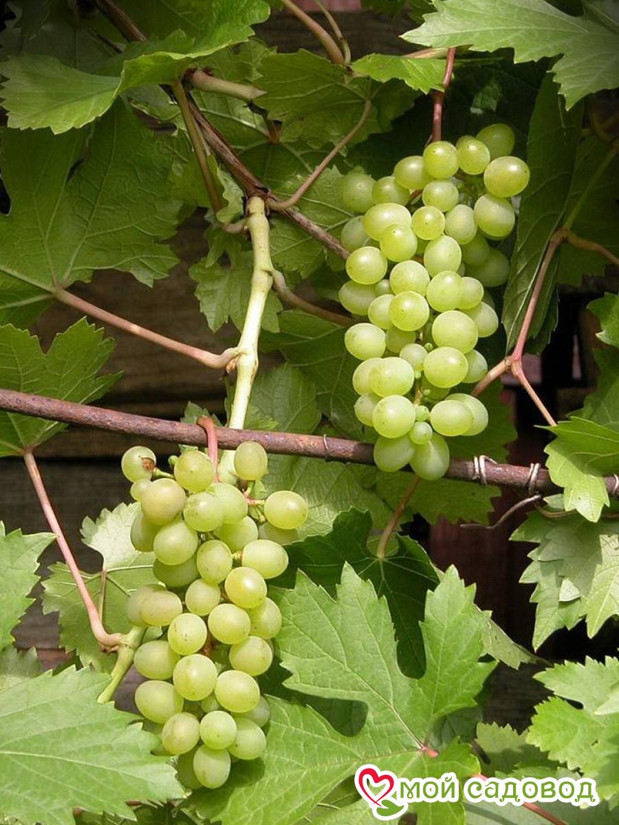 Виноград Московский устойчивый плодовый