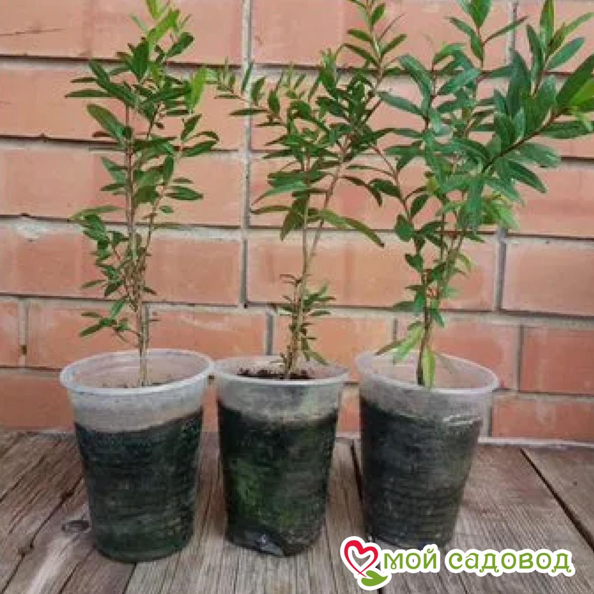 Гранат Мастер